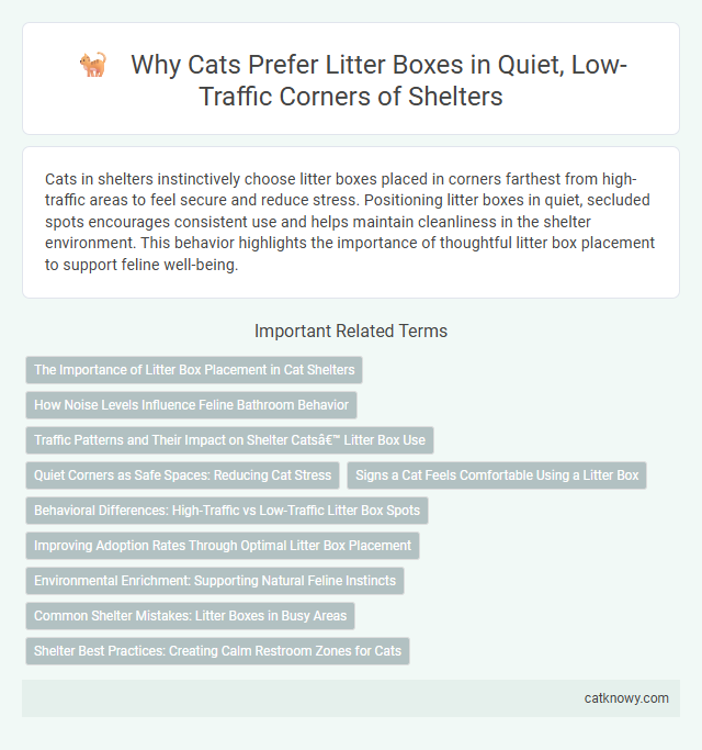 Why Cats Prefer Litter Boxes in Quiet, Low-Traffic Corners of Shelters