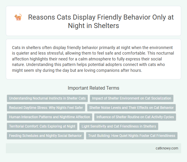 Reasons Cats Display Friendly Behavior Only at Night in Shelters
