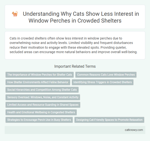 Understanding Why Cats Show Less Interest in Window Perches in Crowded Shelters