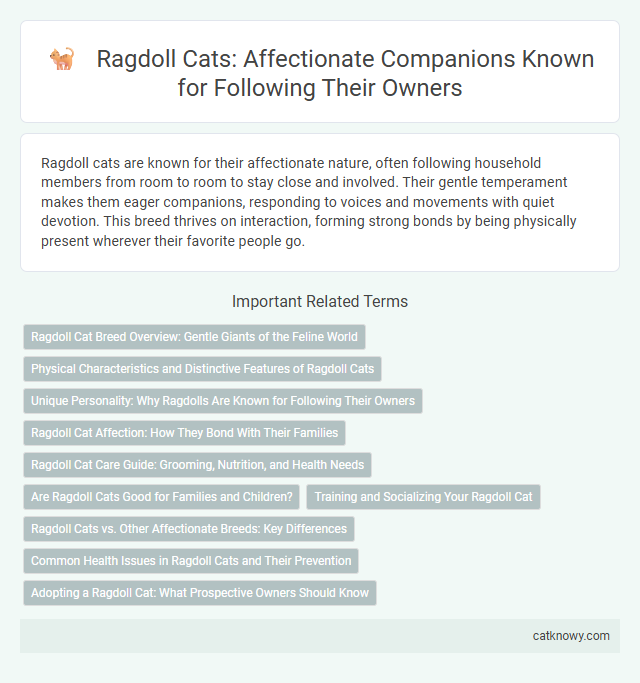 Ragdoll Cats: Affectionate Companions Known for Following Their Owners