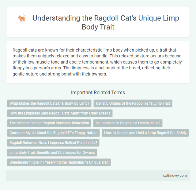 Understanding the Ragdoll Cat's Unique Limp Body Trait