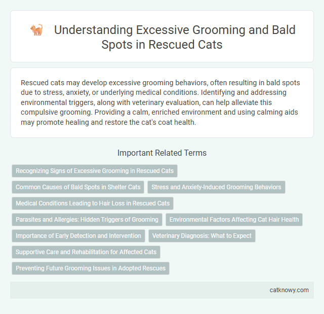 Understanding Excessive Grooming and Bald Spots in Rescued Cats