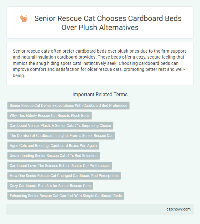 Senior Rescue Cat Chooses Cardboard Beds Over Plush Alternatives