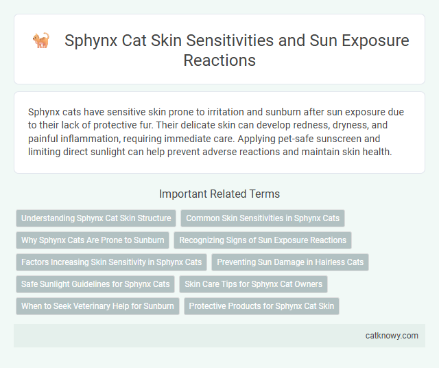 Sphynx Cat Skin Sensitivities and Sun Exposure Reactions