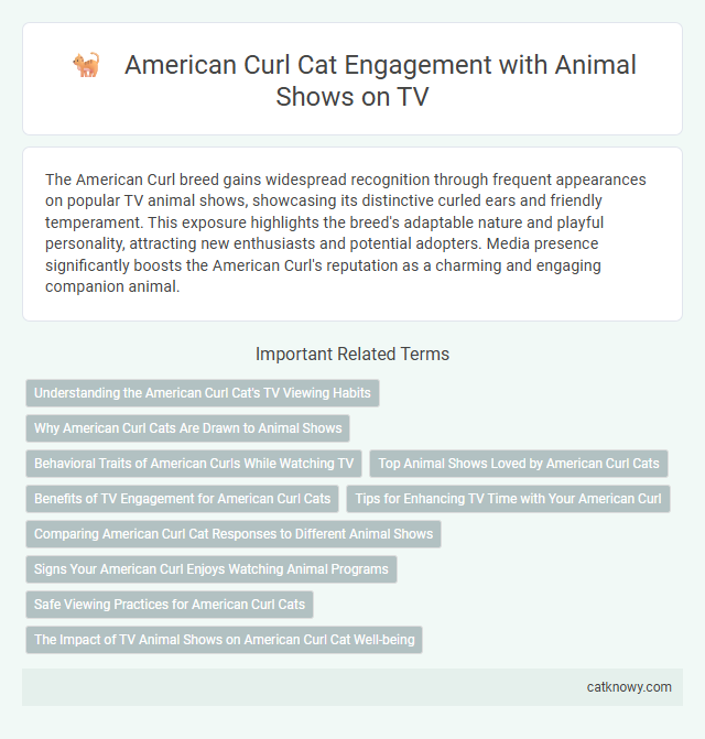 American Curl Cat Engagement with Animal Shows on TV