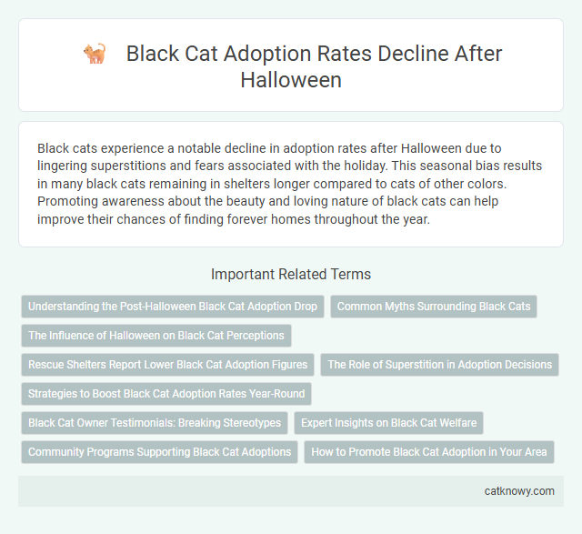Black Cat Adoption Rates Decline After Halloween