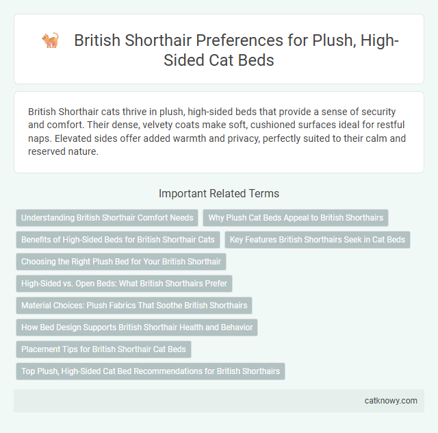 British Shorthair Preferences for Plush, High-Sided Cat Beds