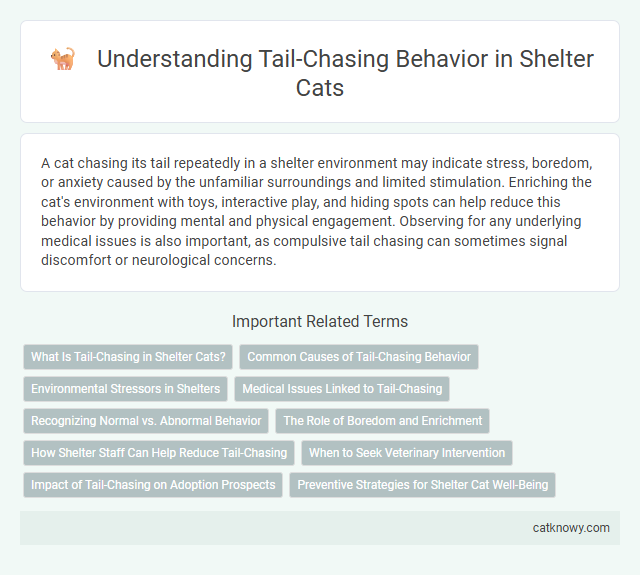 Understanding Tail-Chasing Behavior in Shelter Cats