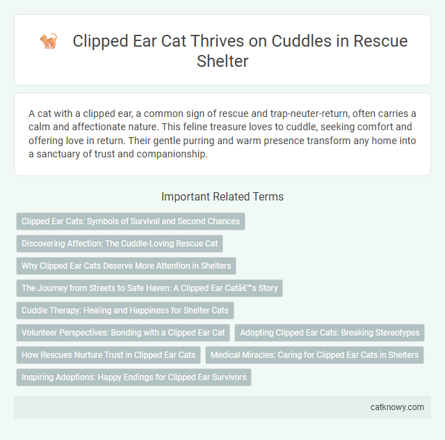 Clipped Ear Cat Thrives on Cuddles in Rescue Shelter