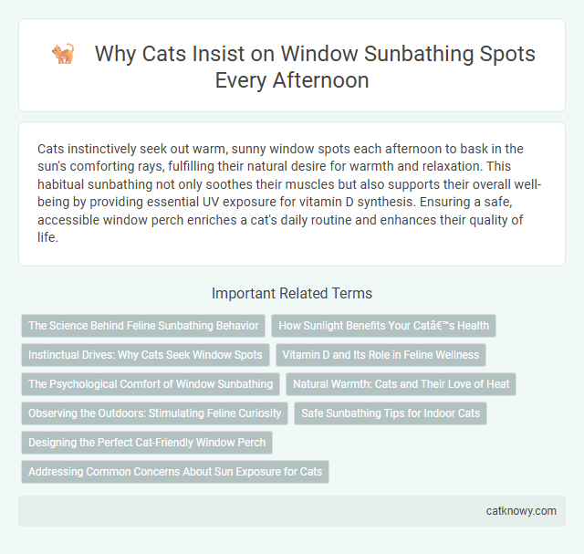 Why Cats Insist on Window Sunbathing Spots Every Afternoon