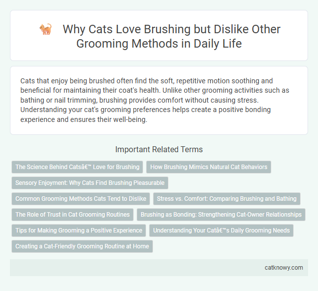 Why Cats Love Brushing but Dislike Other Grooming Methods in Daily Life