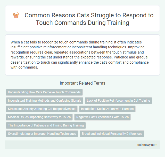 Common Reasons Cats Struggle to Respond to Touch Commands During Training