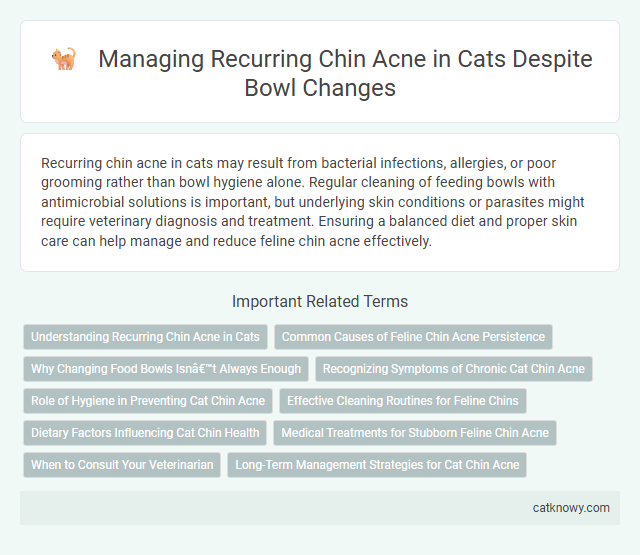 Managing Recurring Chin Acne in Cats Despite Bowl Changes