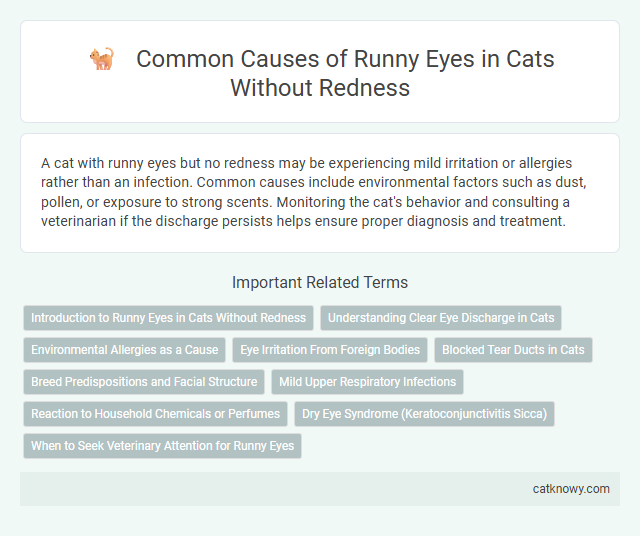 Common Causes of Runny Eyes in Cats Without Redness