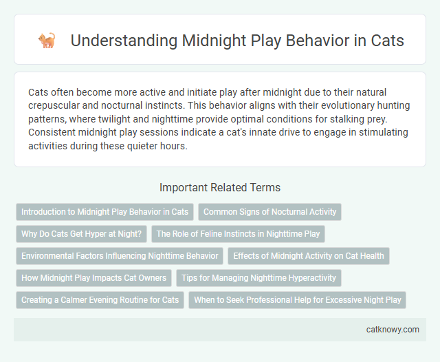 Understanding Midnight Play Behavior in Cats