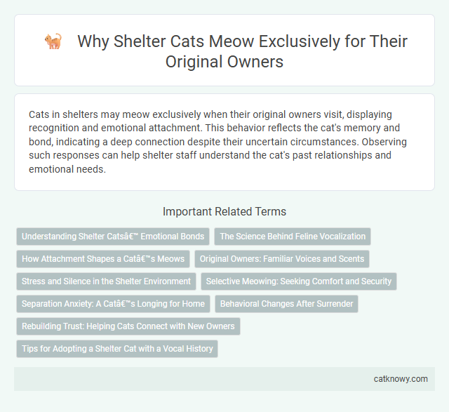 Why Shelter Cats Meow Exclusively for Their Original Owners