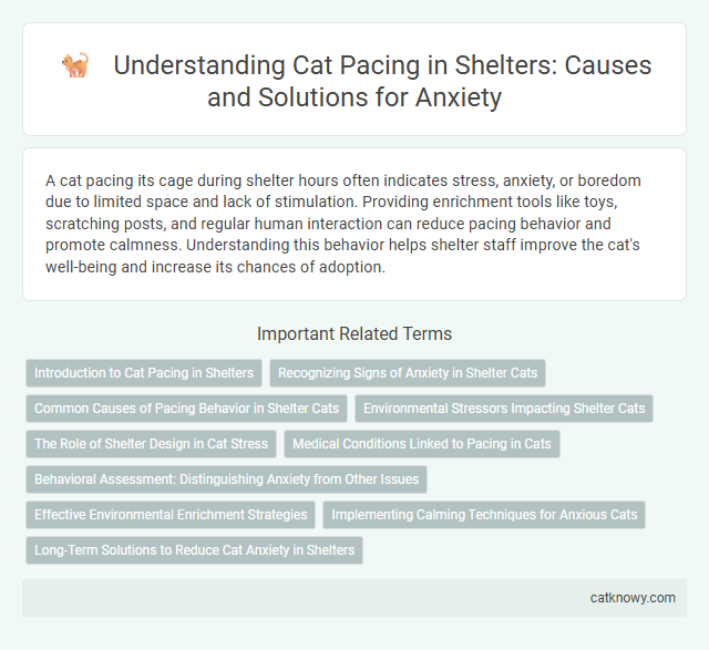 Understanding Cat Pacing in Shelters: Causes and Solutions for Anxiety