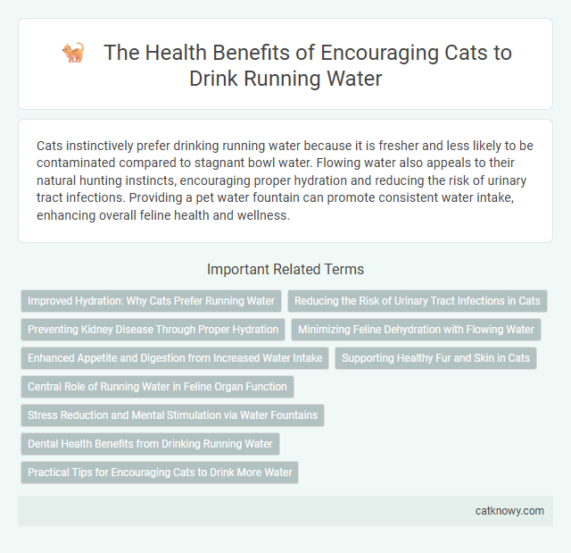 The Health Benefits of Encouraging Cats to Drink Running Water