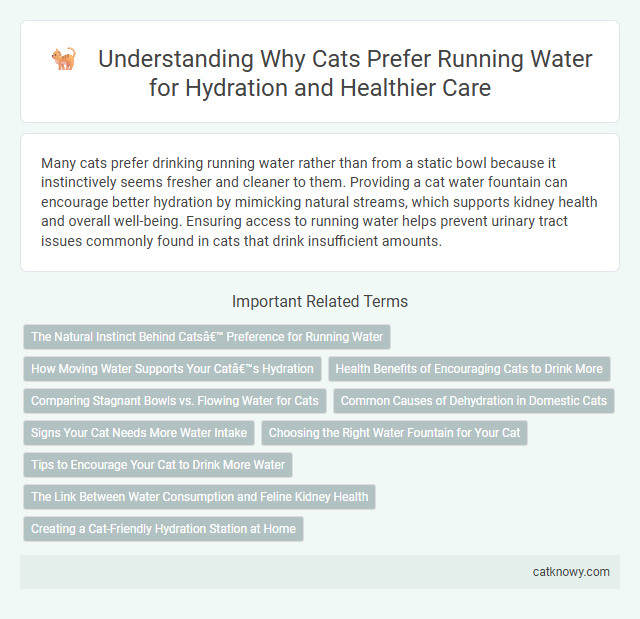 Understanding Why Cats Prefer Running Water for Hydration and Healthier Care