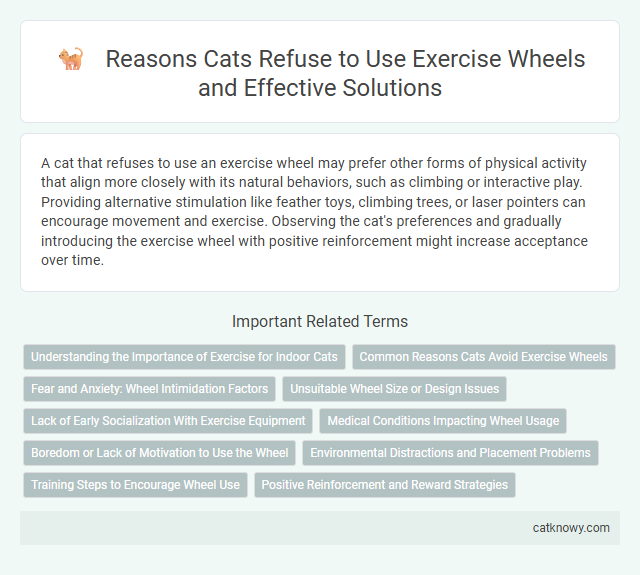 Reasons Cats Refuse to Use Exercise Wheels and Effective Solutions