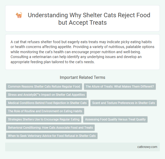 Understanding Why Shelter Cats Reject Food but Accept Treats