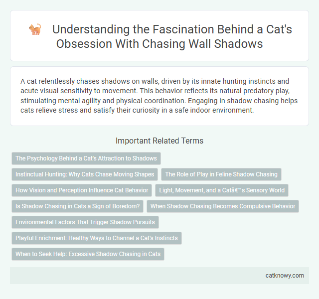 Understanding the Fascination Behind a Cat's Obsession With Chasing Wall Shadows