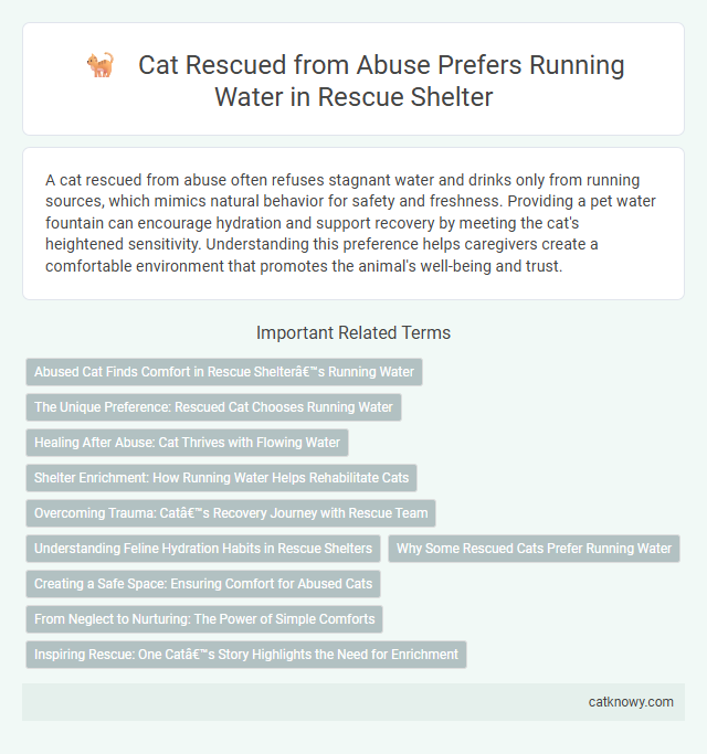 Cat Rescued from Abuse Prefers Running Water in Rescue Shelter