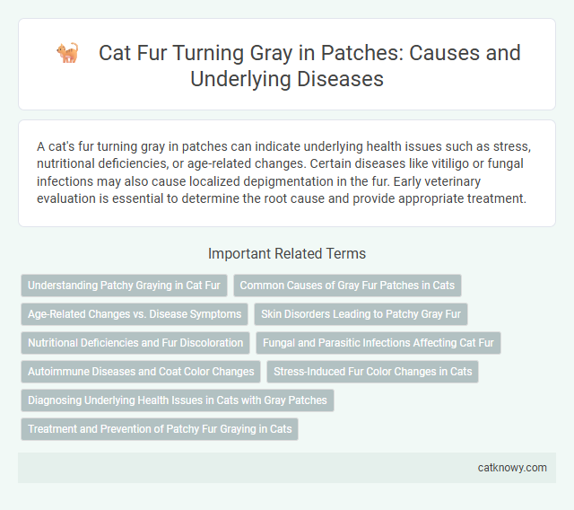 Cat Fur Turning Gray in Patches: Causes and Underlying Diseases