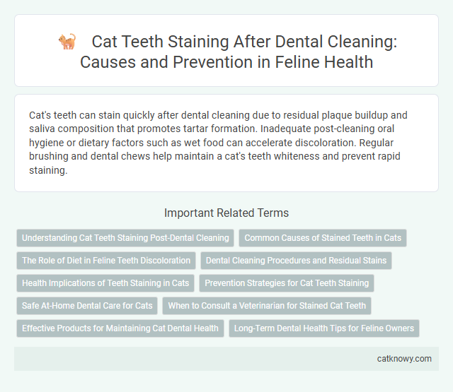 Cat Teeth Staining After Dental Cleaning: Causes and Prevention in Feline Health