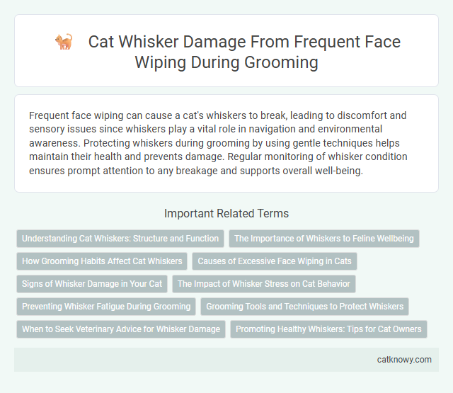 Cat Whisker Damage From Frequent Face Wiping During Grooming