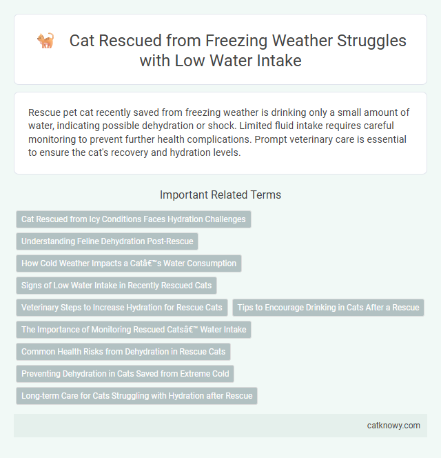 Cat Rescued from Freezing Weather Struggles with Low Water Intake