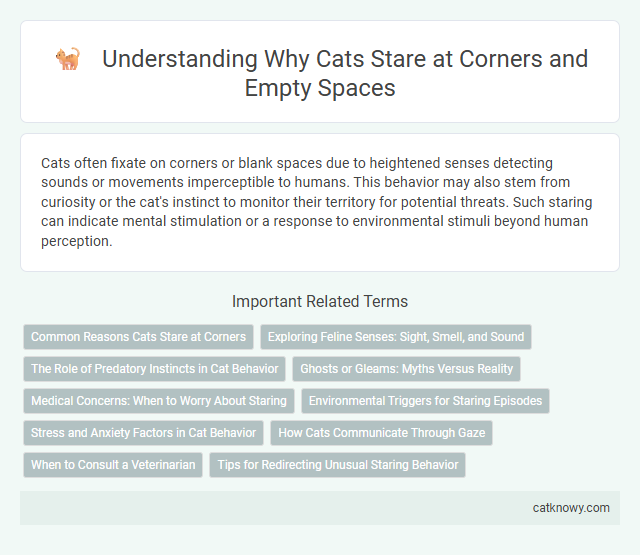 Understanding Why Cats Stare at Corners and Empty Spaces