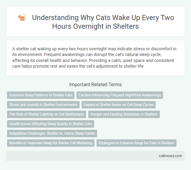 Understanding Why Cats Wake Up Every Two Hours Overnight in Shelters