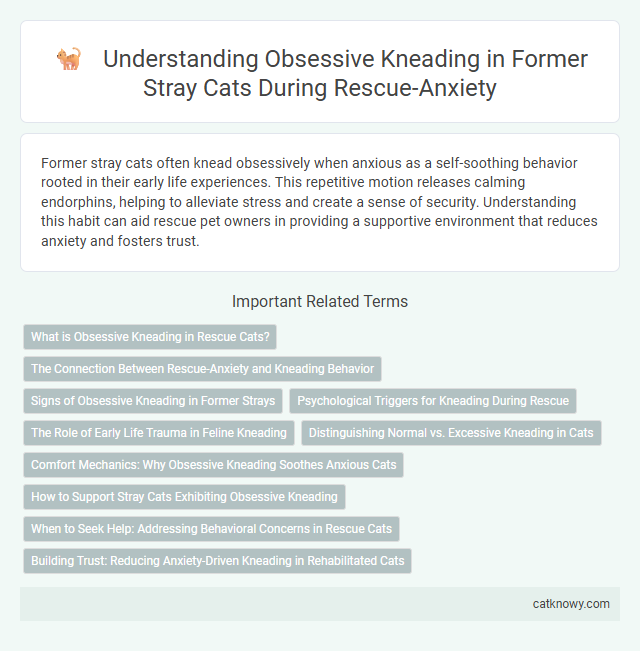 Understanding Obsessive Kneading in Former Stray Cats During Rescue-Anxiety
