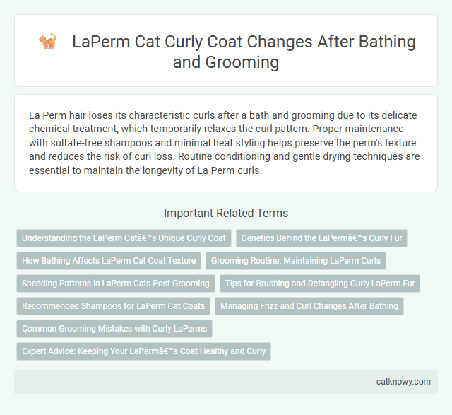 LaPerm Cat Curly Coat Changes After Bathing and Grooming