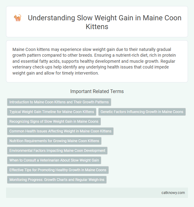 Understanding Slow Weight Gain in Maine Coon Kittens