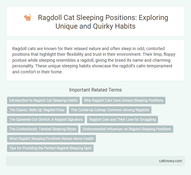 Ragdoll Cat Sleeping Positions: Exploring Unique and Quirky Habits