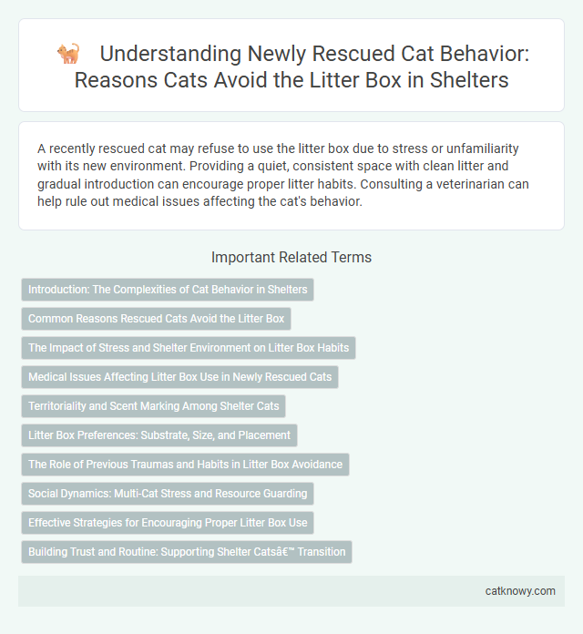 Understanding Newly Rescued Cat Behavior: Reasons Cats Avoid the Litter Box in Shelters