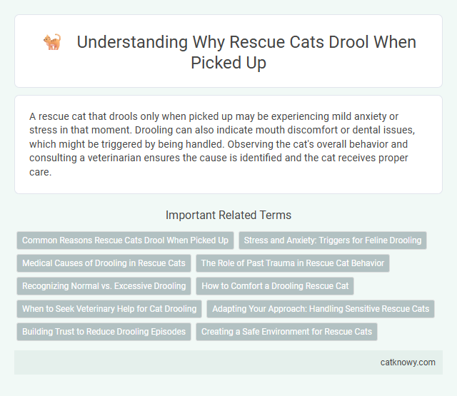 Understanding Why Rescue Cats Drool When Picked Up